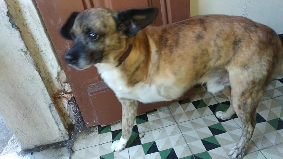 (VIGO)
LE FALTA UNA PATITA...😖
Y así te queda la carita cuando sabes que ya no les importas y te van ABANDONAR!

Vendieron el piso y no hay sitio para él en su nuevo hogar... Solución; llevarlo a la perrera 😡

Se necesita acogida o adopción para este #abuelito.

657268476