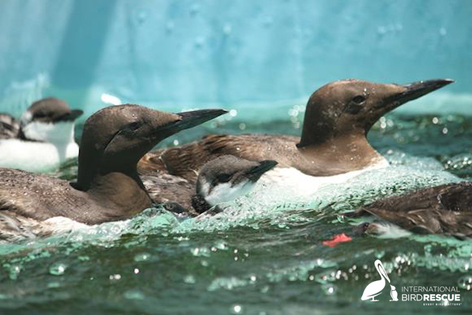 IntBirdRescue's tweet image. Common Murres: Big influx of black-and-white seafaring birds washing up on Northern California beaches – especially from Santa Cruz – brought into the #NorCal center for care: #Groundhog Day #BillMurray :: thereporter.com/2020/08/28/fai…