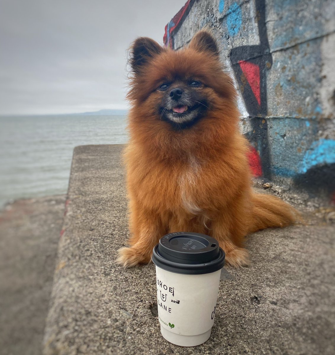 smalldogsbigcit's tweet photo. I only go to #dogfriendly places 🐾

@shoelanecoffee is one of my favs 

#dogfriendlydublin #irishdogs #dogsoftwitter https://t.co/kZH3asfcdY