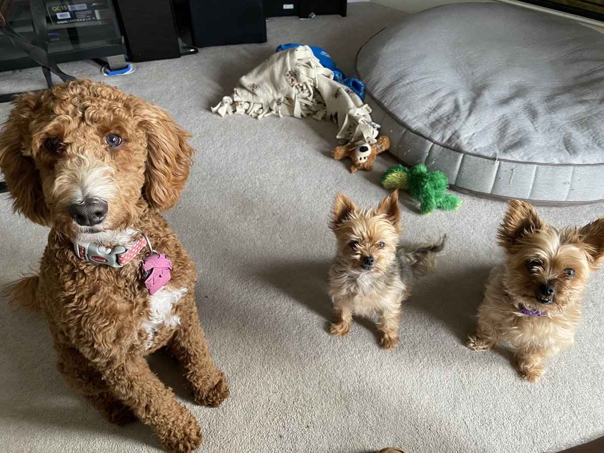 Rgcoppens's tweet image. The power of a @TimHortons #timbit everyone sitting #patiently