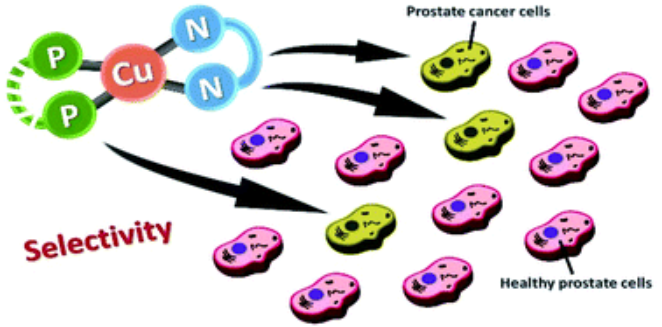 ProstateCell's tweet photo. π§ͺ The University of Lisboa (@ULisboa_) scientists tested the #cytotoxicity of compounds in breast and #prostate human cancer cells, as well as in normal #ProstateCell lines.
Abstract π https://t.co/emqrpUk1SR https://t.co/smUE4qCDwu