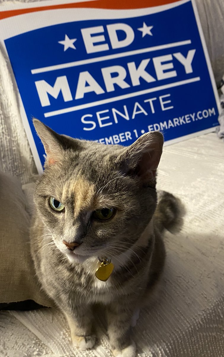 schlichtman's tweet photo. @JossieValentin @EdMarkey Cats for Markey! https://t.co/nvpcIFAJgl