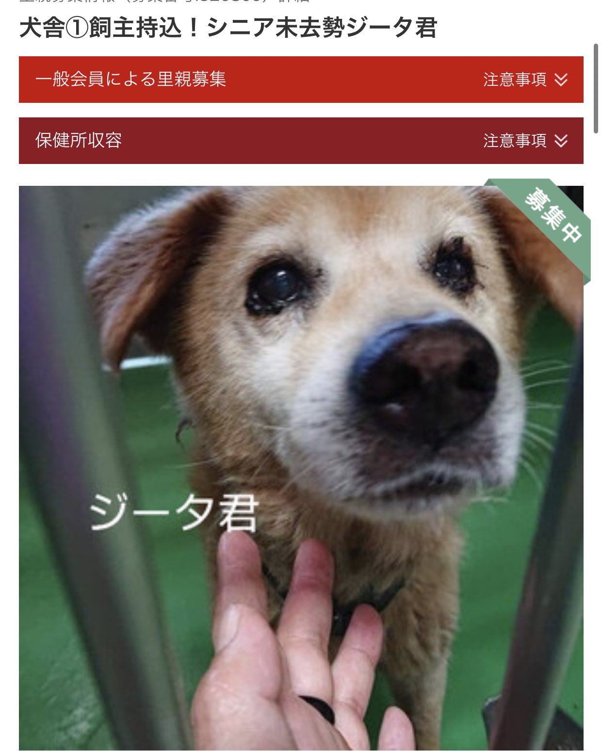 大タコちゃん Na Twitteru 福岡県収容犬 緊急里親様募集 掲載期限 本日8 30まで 飼い主持ち込み ペットのおうちでで検索願います T Co Ip9t9t1owp 里親募集中 里親募集犬 里親募集 保健所収容 里親様募集中です 里親様募集中デス