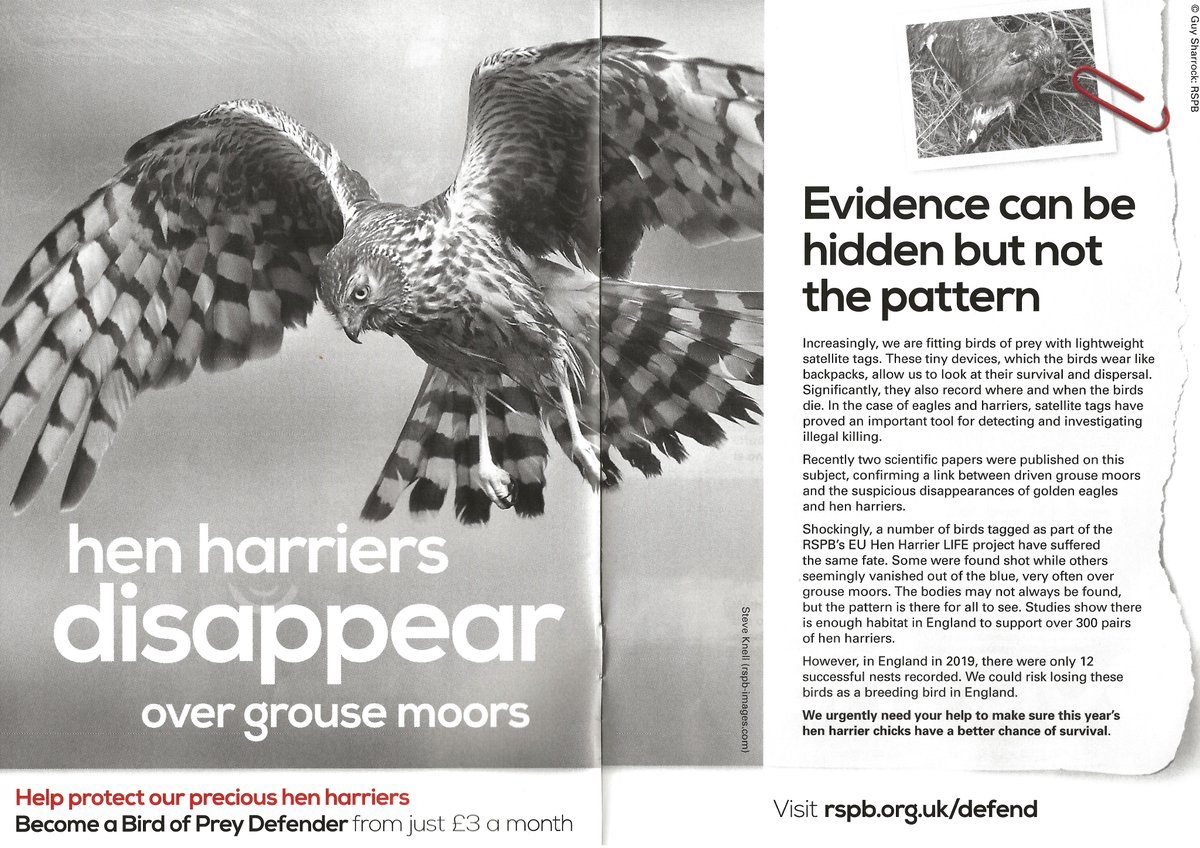Raptor3ET's tweet photo. #3ET is trying to help stop these crimes-#CamTag
"Evidence can be hidden but not the pattern"
Most of @Natures_Voice membership would have had this leaflet this week. Help stop these crimes. Can you help by becoming a #BirdofPreyDefender? https://t.co/wiLcVSNolS