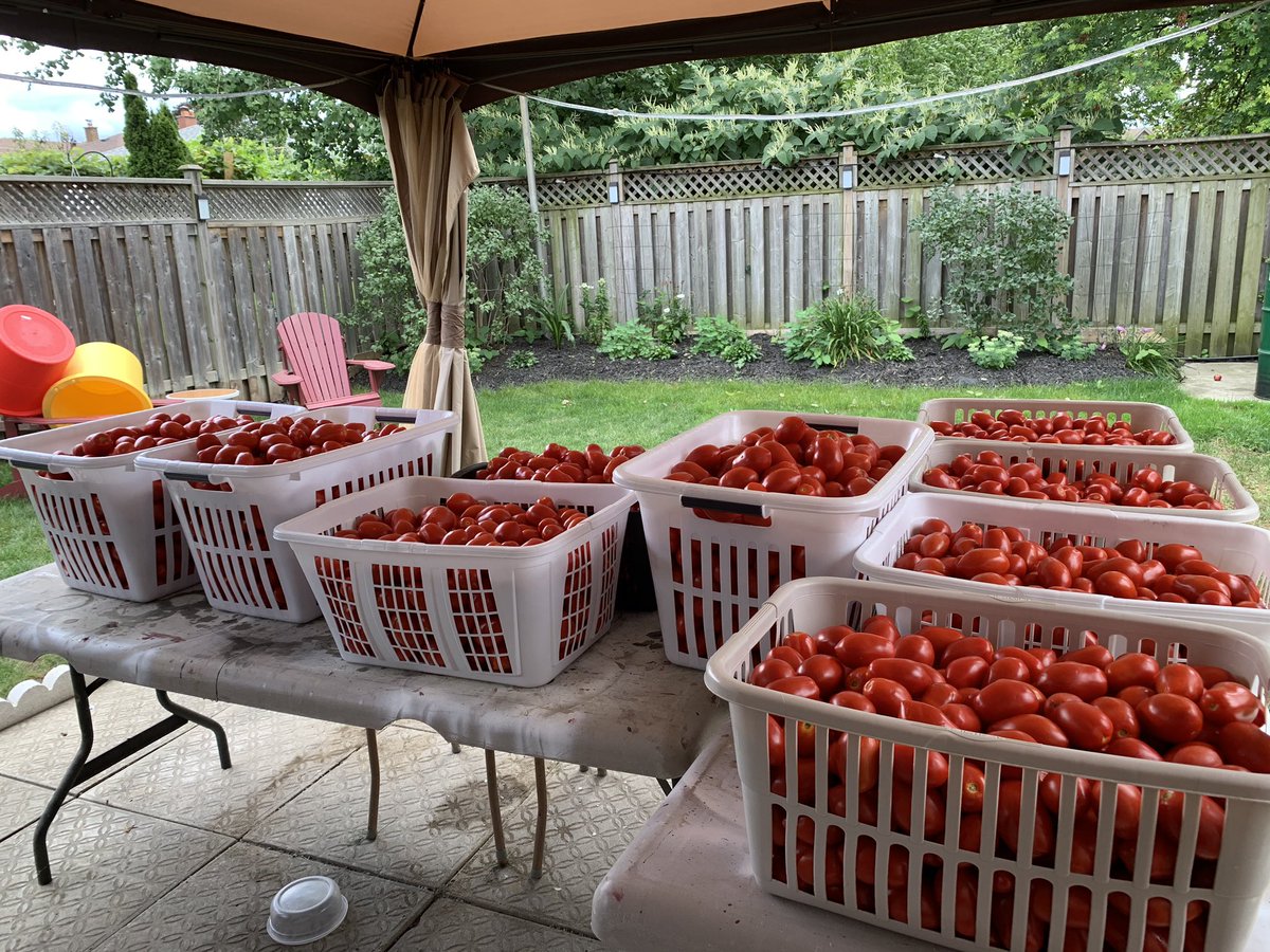 MLBelen18's tweet photo. Wishing @amandasartori_ and her family a good sauce making weekend. I hope the pandemic will end some time soon, and that by this time next year I’ll be joining you in my happy place! https://t.co/QmB8fVjutI