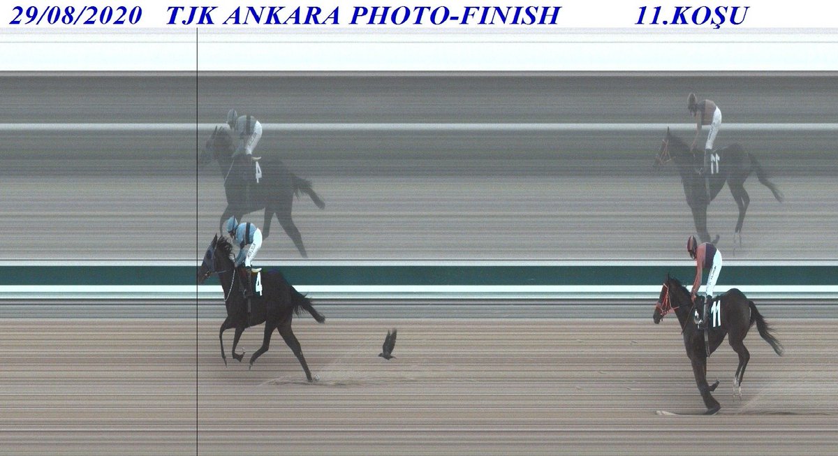 erhanunalll's tweet photo. Ankara'da 1200 m. kum pistte, yarış hayatının ilk startını alan haramız yetiştirmesi Fledermaus adlı dişi safkan yarışı rahat kazandı. Emeği geçenleri tebrik eder, başarılarının devamını dileriz.
@yalcinekurisi
#fledermaus #yarışatı #racehorse #at #horse #tjk  #yalçınharası https://t.co/PSVTquGjOe