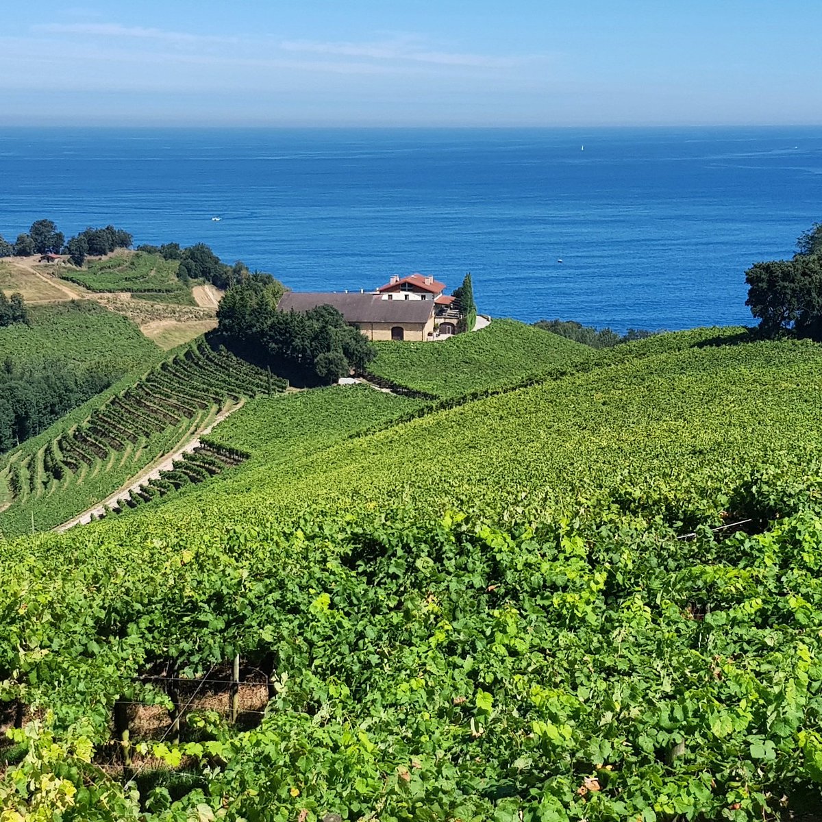 Getaria in the Basque autonomous community, Spain, on the north coast just west of San Sebastián.
Vineyards are conducted in "emparrado" on horizontal pergolas overlooking the ocean.
#getariakotxacolina #txacoli #hondarrabizuri #vineyards #wineries #vineyard #winery #bodegas