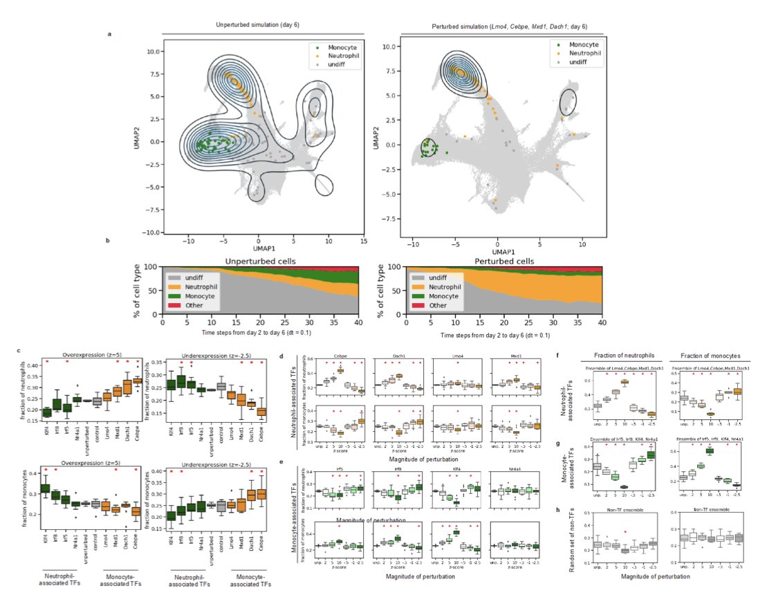 The in-silico perturbation experiments were most interesting. They increased the expression of genes known to be involved in neutrophil differentiation, and the model accordingly produced more mature neutrophils. Same with monocytes.