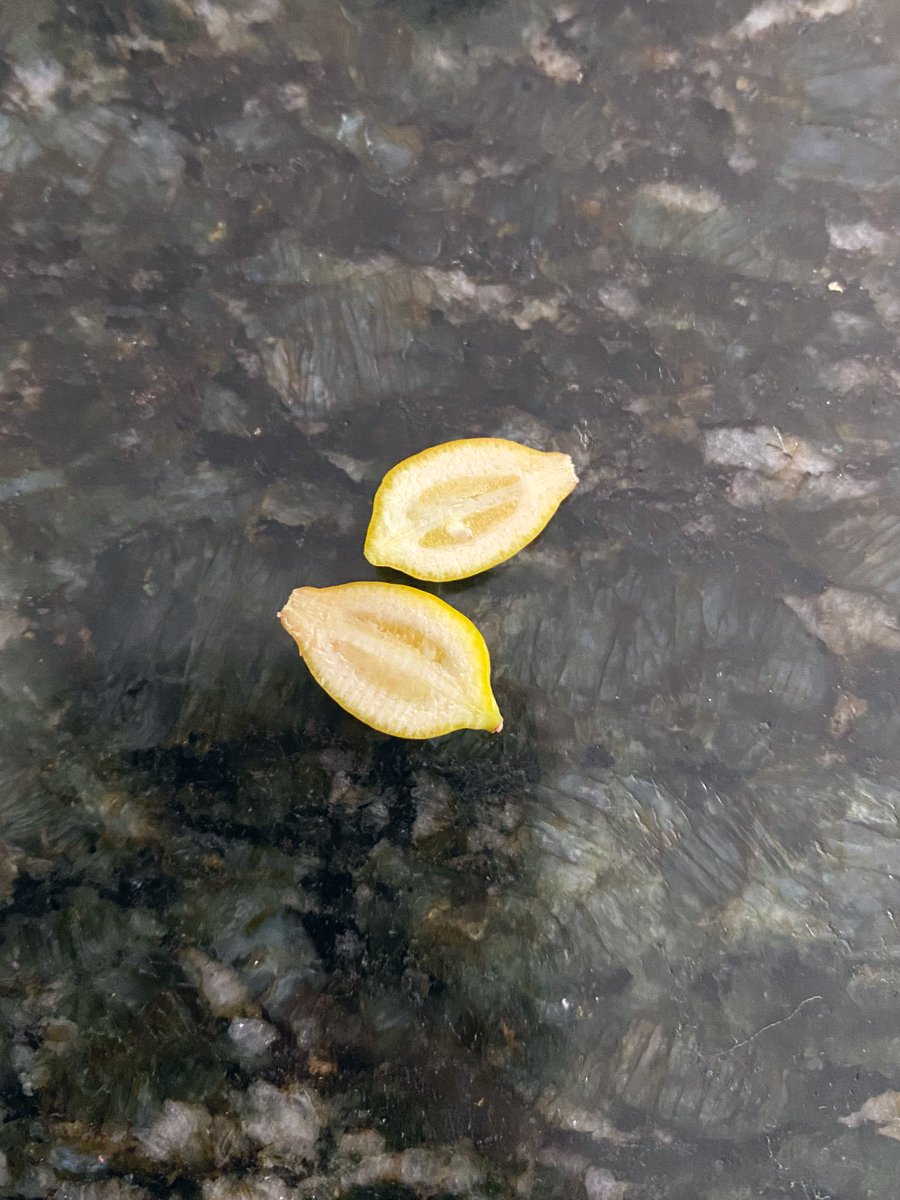 My mom’s had a little lemon tree in her backyard for a year and this is her first lemon lol 