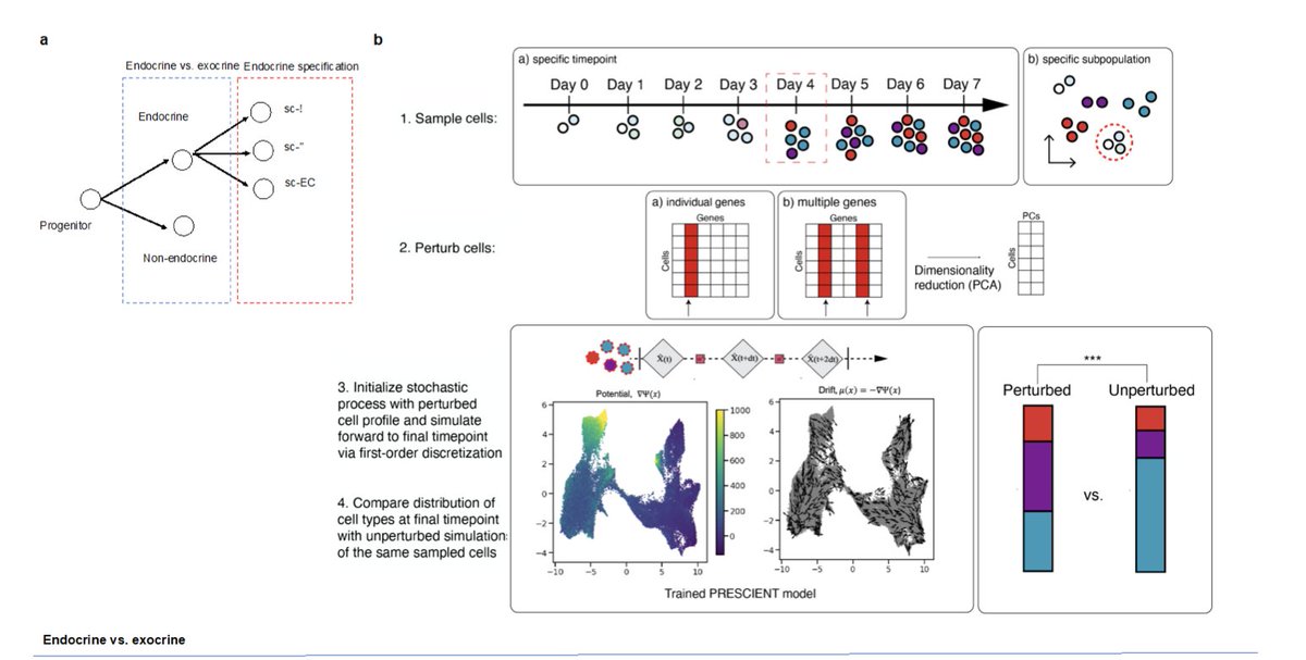 Then to really demonstrate the power of these in silico experiments, they did a screen of 200+ TFs, to see which will alter cell fate in induction of human pancreatic islet cells. They identified 28 TFs, some of which had been previously shown to have the observed effect.