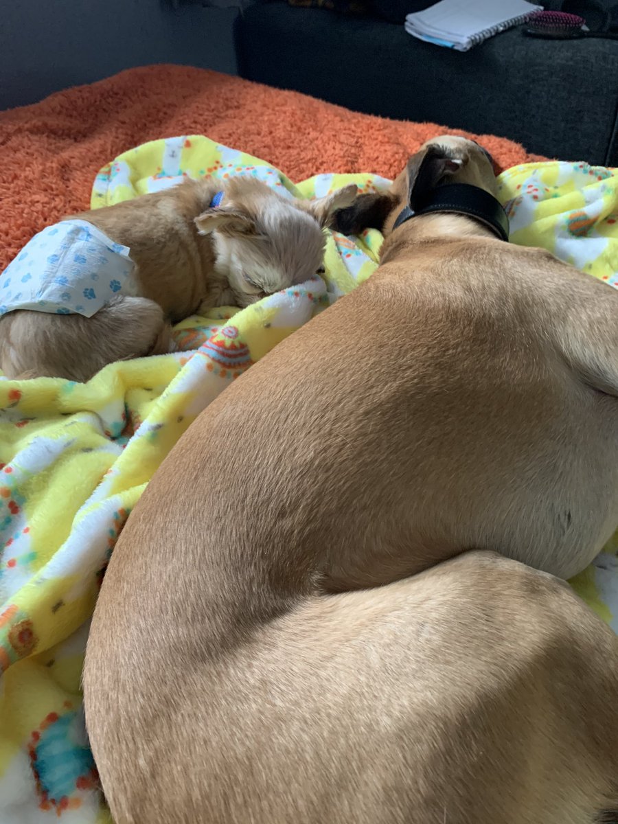 JosieWhippet's tweet image. Me and my brosef chilling #lazy saturday