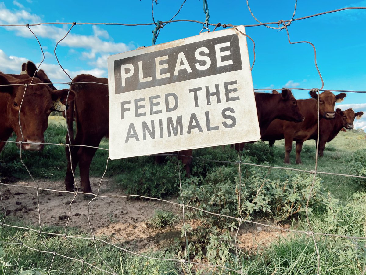 Took some pictures of the pretty ladies! #redangus