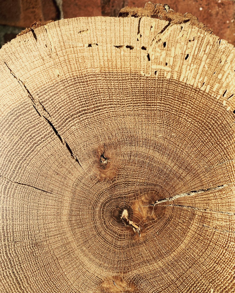 Dr. Maegen Rochner tweet media