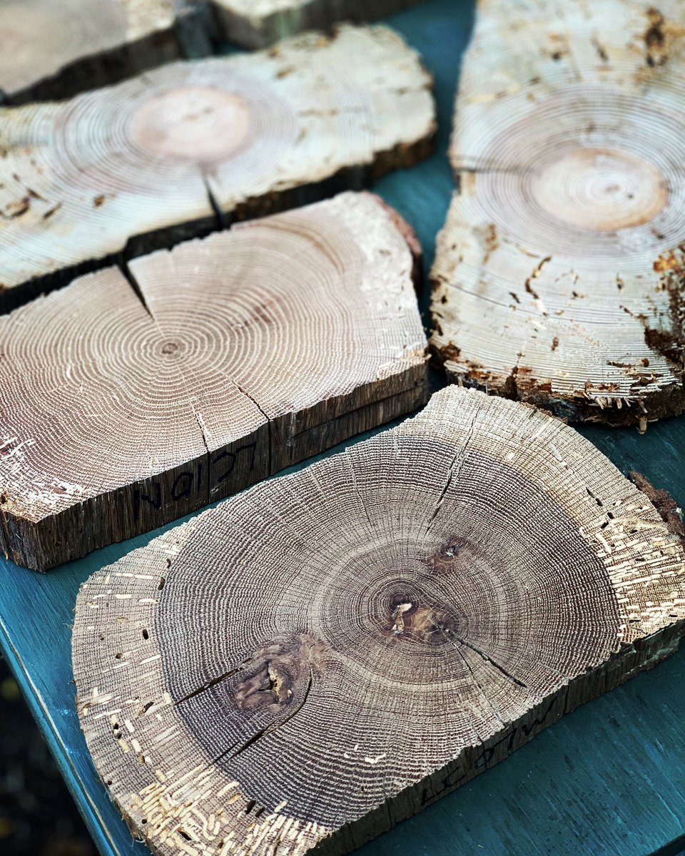 Dr. Maegen Rochner tweet media