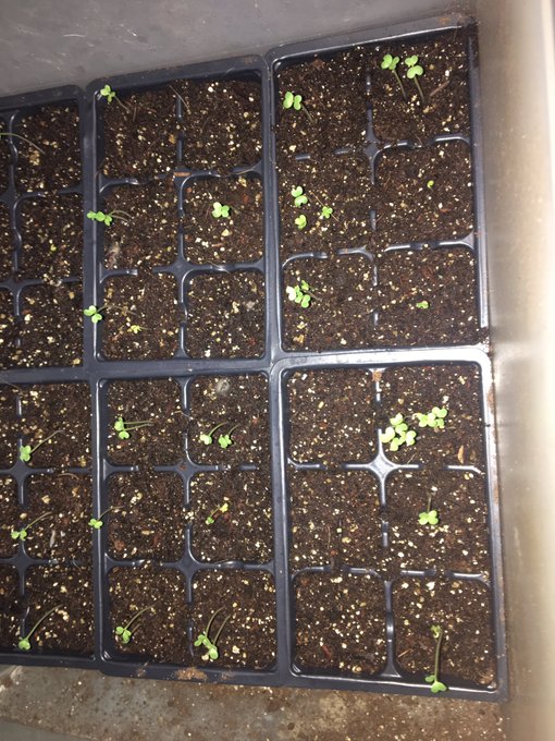 Collard greens 🥬 coming up! Ready for the fall garden. Love starting my plants by seeds watching them<a href="/tag/feeder"class="tags"><span>#feeder</span></a><a href="/tag/eatter"class="tags"><span>#eatter</span></a><a href="/tag/fuckthefatgirl"class="tags"><span>#fuckthefatgirl</span></a><a href="/tag/fatislove"class="tags"><span>#fatislove</span></a>