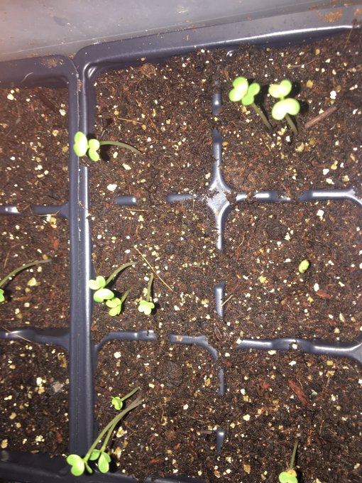 Collard greens 🥬 coming up! Ready for the fall garden. Love starting my plants by seeds watching them<a href="/tag/feeder"class="tags"><span>#feeder</span></a><a href="/tag/eatter"class="tags"><span>#eatter</span></a><a href="/tag/fuckthefatgirl"class="tags"><span>#fuckthefatgirl</span></a><a href="/tag/fatislove"class="tags"><span>#fatislove</span></a>