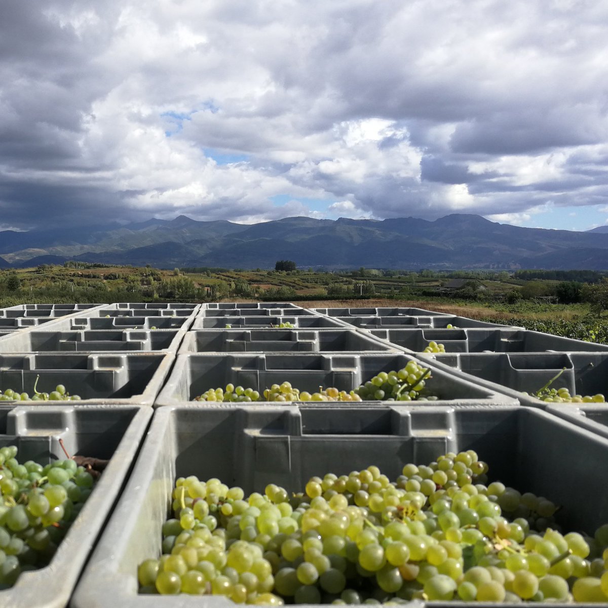 Vendimia 2020 💪💪💪💪
Segundo día ya de campaña, y cumpliendo la tradición de enseñaros en foto los nuevos racimos de godello. #KM400 #Cacabelos #Bergidenses #Bierzo <a href="/DOBierzo/">C.R.D.O. Bierzo</a> #godello #vendimia #harvest #viñaGarnelo.