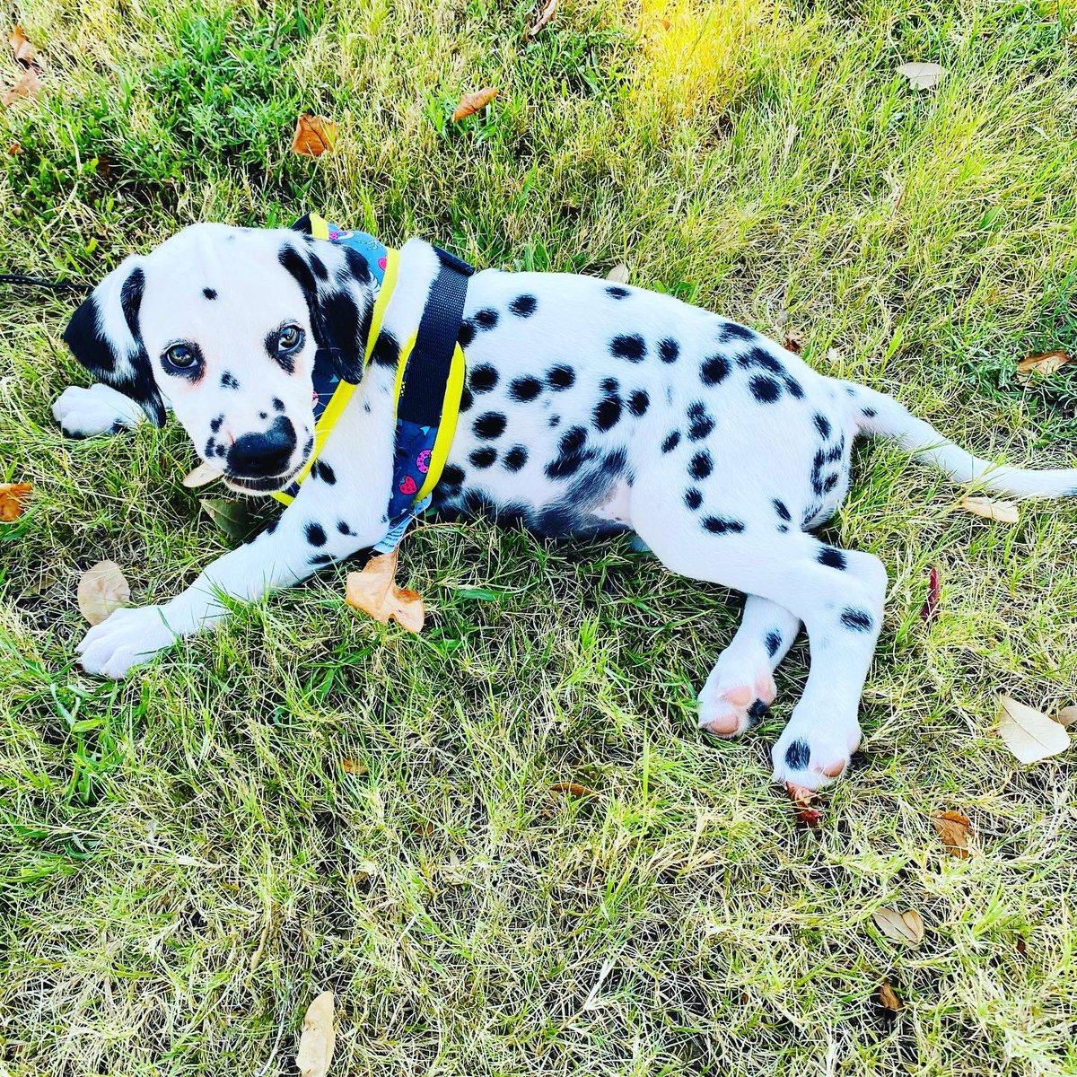 heluzone999's tweet photo. Meet our little Dalmatian OHANA !! https://t.co/PZpeMi4sSZ