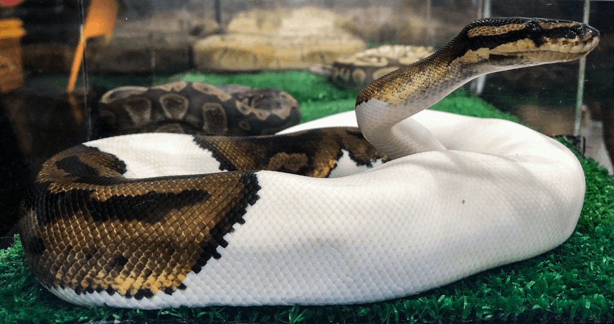 survivalanimal's tweet image. Scientists have discovered that even cold-blooded animals like snakes experience anxiety, stress, fear, and suffering. When hunted, they experience intense trauma. Please help us ban the Royal python trade! palobby.org/appeals/royal-…
#snakes #pythonsnake #snakeslivesmatter