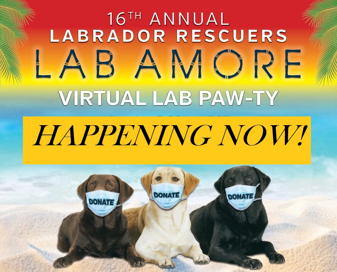 LabRescuersSD's tweet image. Lab Amore online paw-ty happening now conta.cc/2QzFVkG