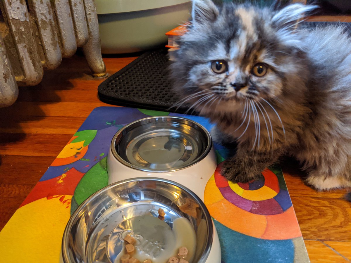 invisibleinkie's tweet photo. Please, let us all take a moment to welcome this tiny worried hazelnut to her new family. https://t.co/4g4iTo482b