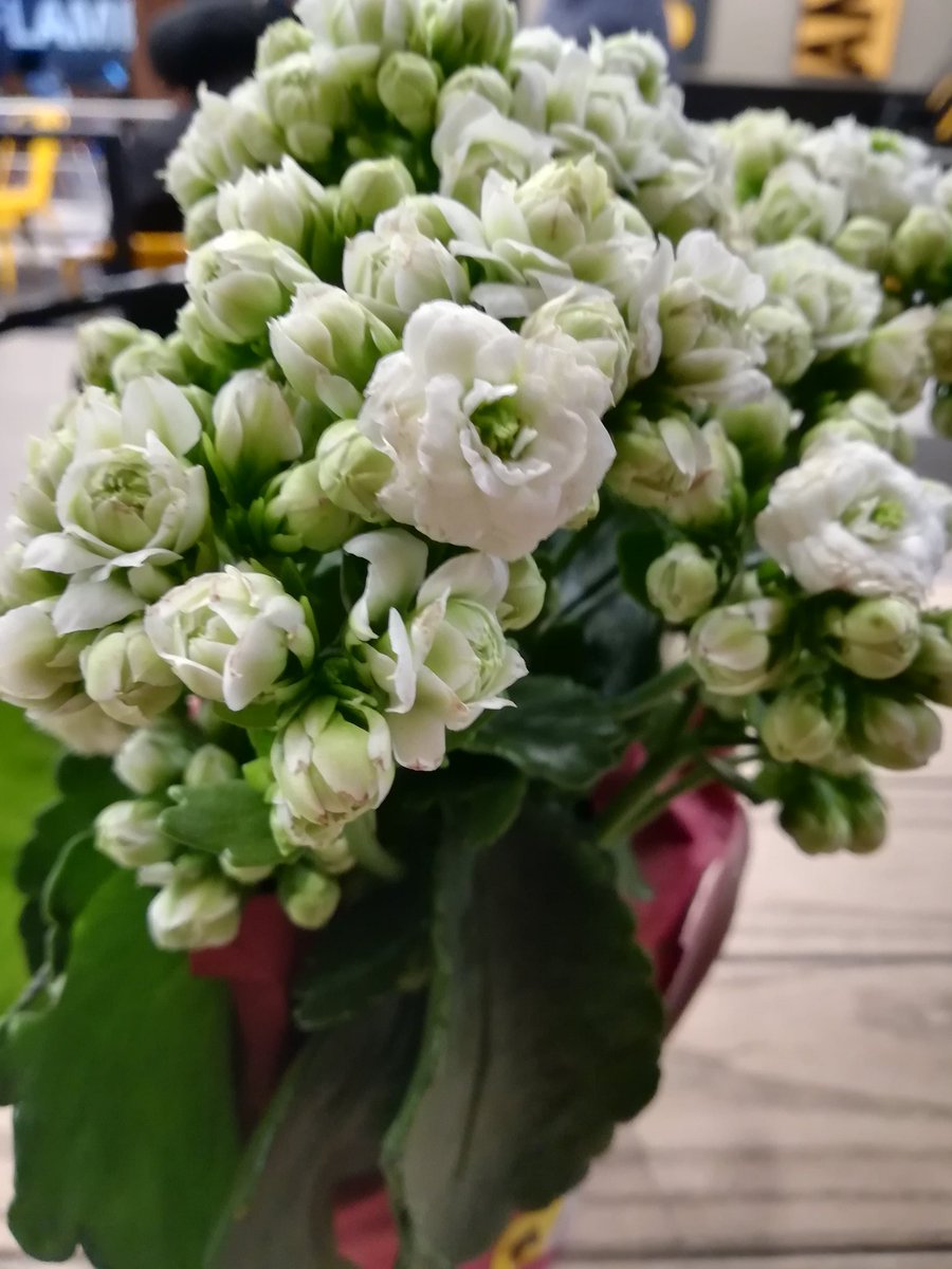 RobustHun's tweet image. Today was a day of turmoil pressure.. L&apos;s left right&amp;amp; center,But above it all,I don&apos;t know how but I still have courage,Faith&amp;amp; hope that to do better&amp;amp;be better we really should not beat ourselves up&amp;amp;instead of flowers I bought myself a pot plant.♥️🌻
#SelfLove
#EvolvingAlways