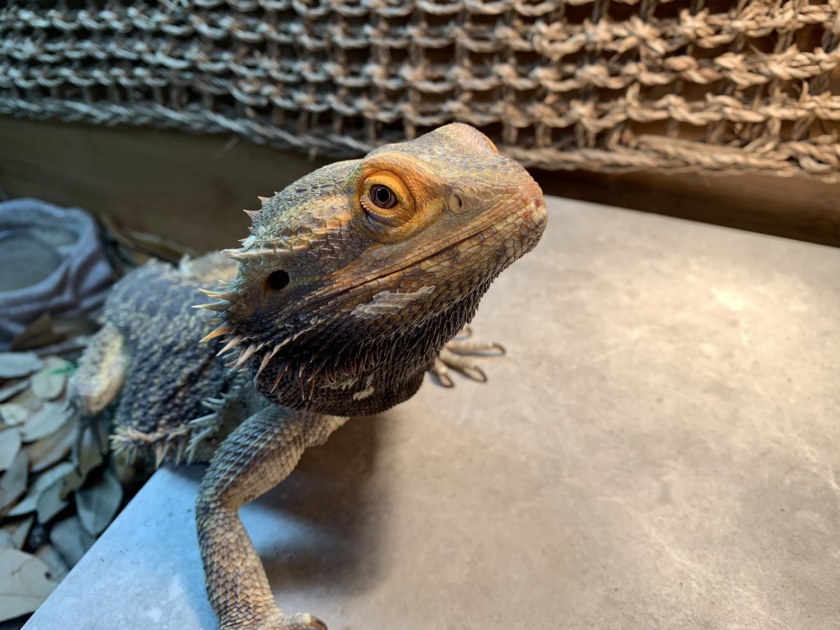 dragon_marley's tweet photo. Just the cutest (and grumpiest) dragon ever! ❤️ #beardeddragon #dragon #lizard #reptile #cute #grumpy https://t.co/UmZqFGd3hJ