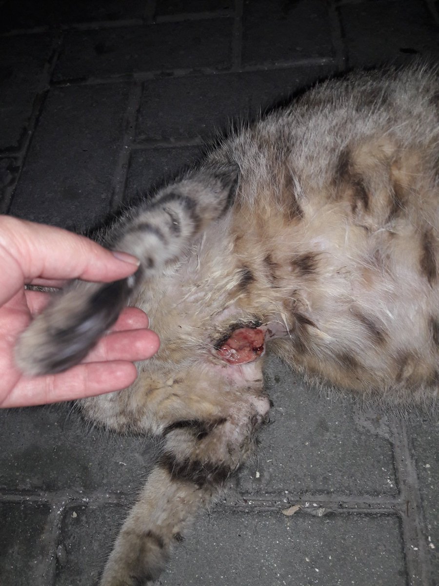 Arkadaşlar acil yardima ihtiyacim var. Yarali ve hamile bir kedi var. Ne arabam ne de veterinere getirecek gücüm var. Lütfen gücü olan yardim etsin en azindan rt yapin. Yer avcilar parseller. Alabilen vete götürecek kimse var mi?
