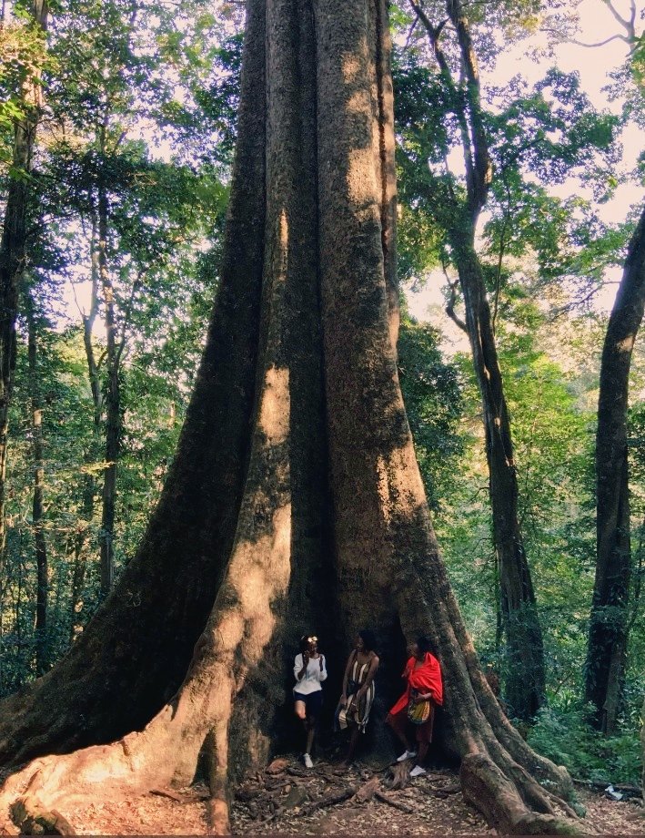 This is the tallest tree in Zimbabwe 65 m tall and 4 m wide
Located 30 km South of Chipinge on the slopes of Mt Selinda.

Chirinda Forest 🇿🇼.