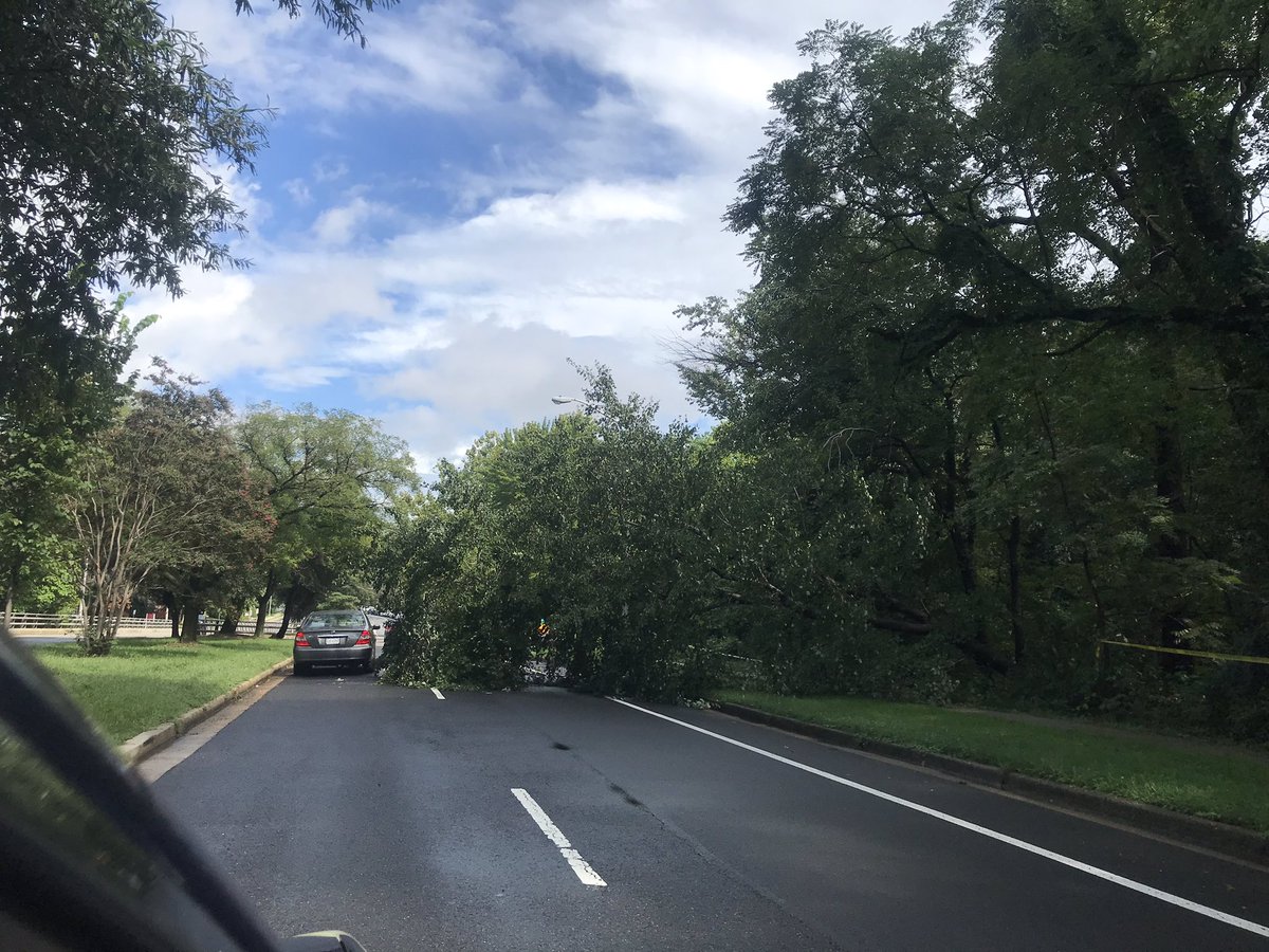 Beware the fallen tree on South George Mason at Four Mike Run!