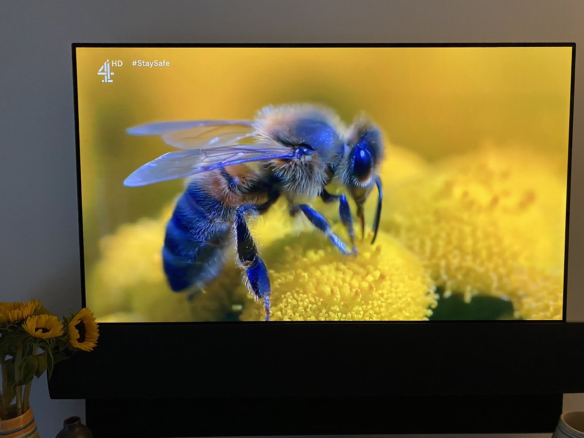 What a fascinating & insightful @redskytweets programme on the importance of bees & the critical role they play in the ecosystem - love all the new wild meadows esp on roundabouts - rocking my Saturday night watching the bees 🐝🐝🐝🐝 #JimmysBigBeeRescue #savethebees @Channel4