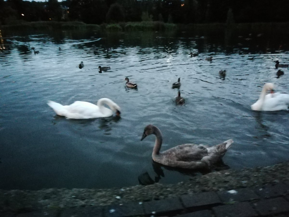 Evening swans looking mighty majestic. Only 3 sygnets though :( At the start of this thread there were 6 :(