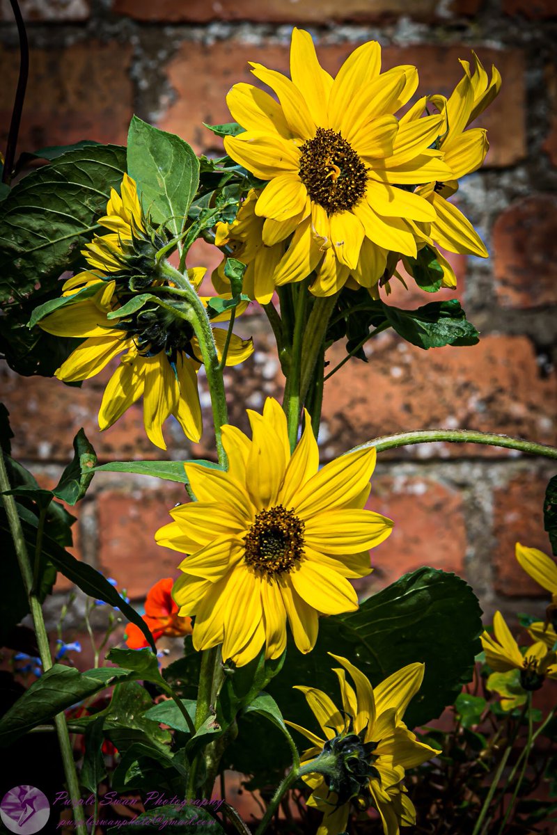 purpleswanphoto's tweet photo. In honour of my friends @capriccioqu4 receiving a thoroughly well deserved Highly Commended from @TWBA_Official, and as they didn’t get flowers at the awards ceremony, here are some pretty sunflowers from my walk today! Well done again! #worcestershirehour #uptonhour #malvernhour https://t.co/qsA2EWqE7E