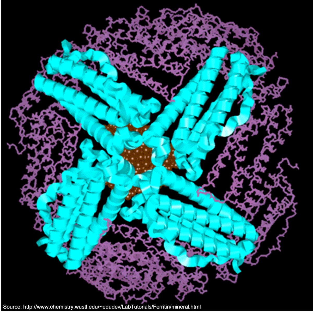 1/13Why is ferritin elevated in anemia of chronic inflammation?If the evolutionary point was/is to keep iron away from bacteria, why is our main maker of iron stores elevated?