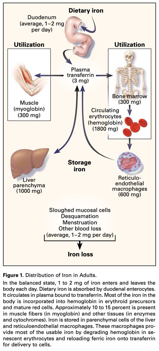 3/Based on its role in cellular functions and its ability to cause cell and tissue damage, it is unsurprising that >99% of iron is intracellular.And the iron that's extracellular is bound to proteins (e.g., transferrin). https://pubmed.ncbi.nlm.nih.gov/10787336/ 