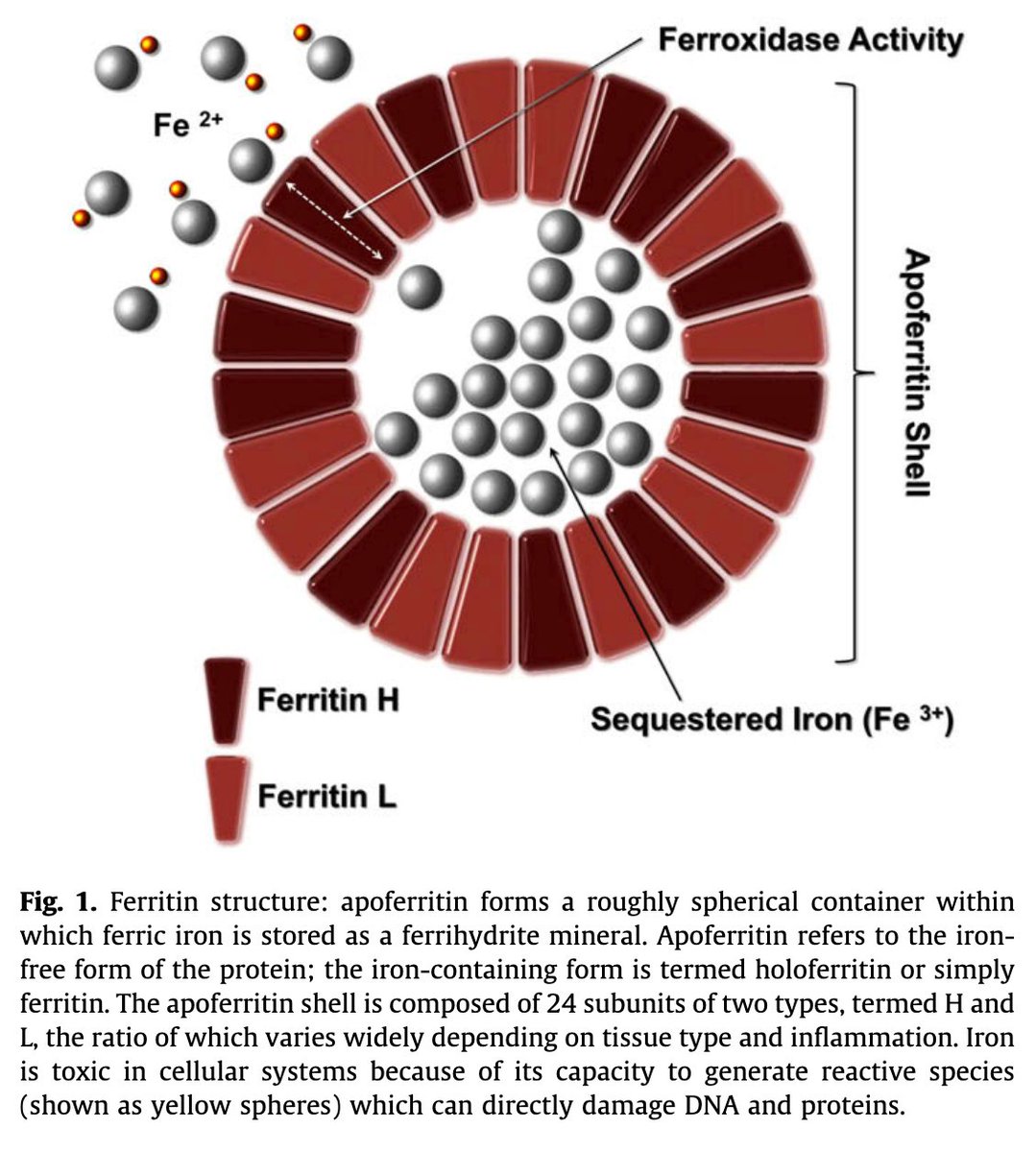 4/Next, let's review a few key features of ferritin. It is an amazing protein.For one, it is a nanoCAGE! Basically, a hollow structure that can be filled with up to 4500 iron atoms.By comparison, transferrin binds just two iron atoms. https://pubmed.ncbi.nlm.nih.gov/18835072/ 