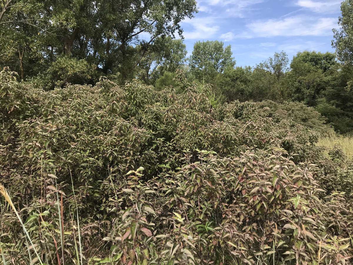 UNLGeography's tweet photo. Beautiful #Nebraska #autumn #SGIS #teamwork Reller Prairie Fun Adventure Volunteer Work Day w/ @ANTH_UNL @UNLGLST! 

#bigbluestem #sideoatsgrama #cottonwood #goldenrod #wildplum #elderberry #commonsunflower #littlebluestem https://t.co/tfdRwHBq1y