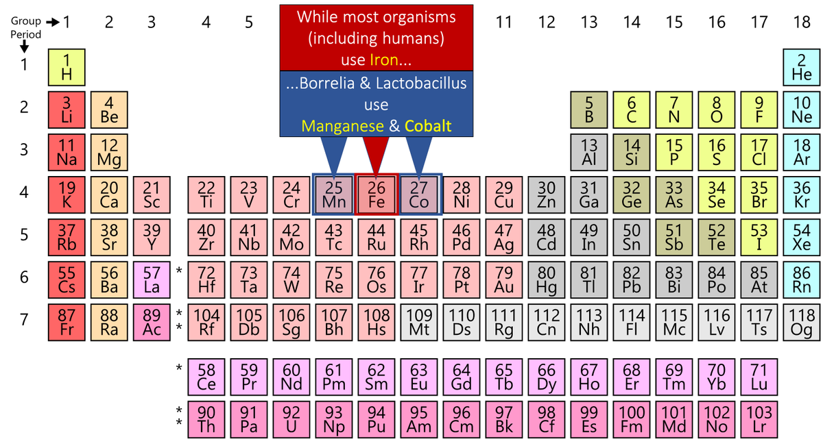 9/Bacteria have evolved myriad ways to acquire iron from us (see Link).Others have "simply" abandoned iron for other divalent metals!Borrelia burgdorferi uses manganeseLactobacillus uses manganese and cobalt https://pubmed.ncbi.nlm.nih.gov/30605903/ 