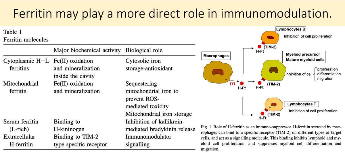 11/But, ferritin's role in inflammation may extend beyond iron sequestration.It has been shown to function as a signaling molecule and immune regulator. https://pubmed.ncbi.nlm.nih.gov/18191543/ 