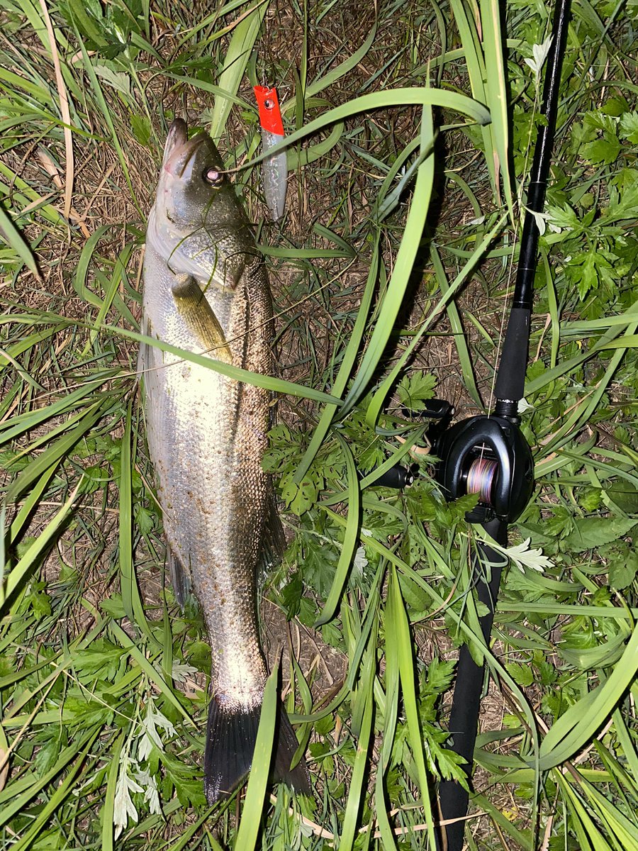 島根のアンパンあべ アジング大敗したんでシーバス釣って帰る