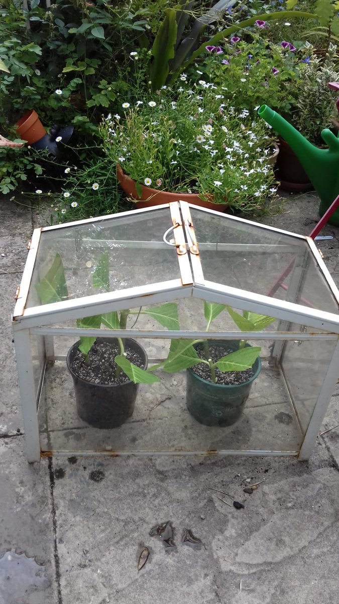 More plants. A new article by Member Jenny Kruss about Taking Hydrangea Cuttings at muswellhillgardeners.co.uk/newsstories.ph… #MHDHS #gardening #plants #howtodoit