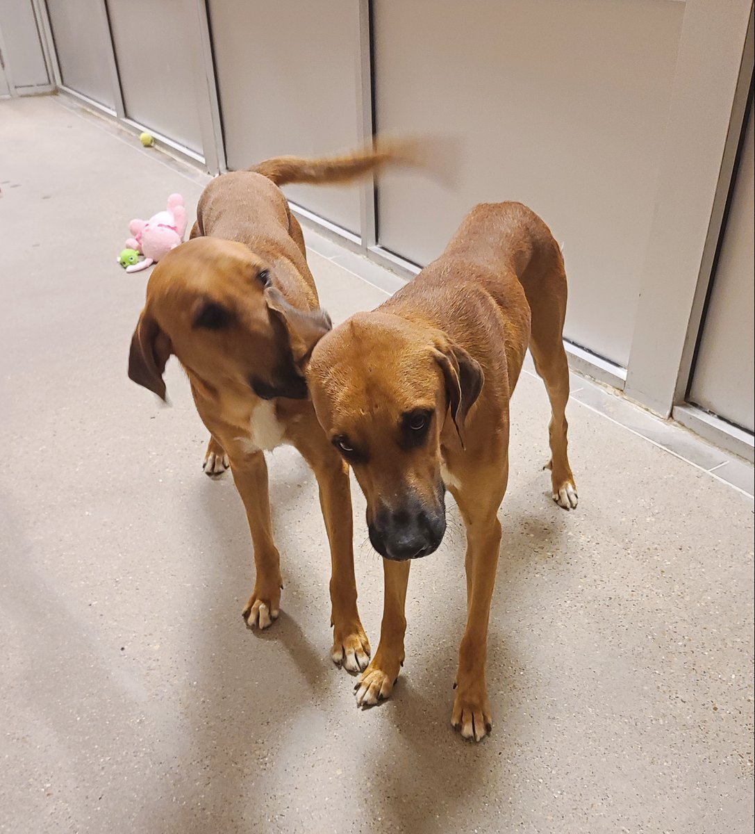 fwacc petsmart alliance adoption center