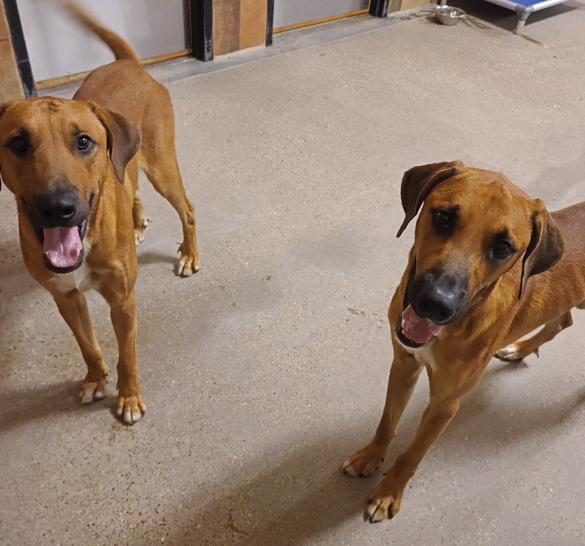 fwacc petsmart alliance adoption center