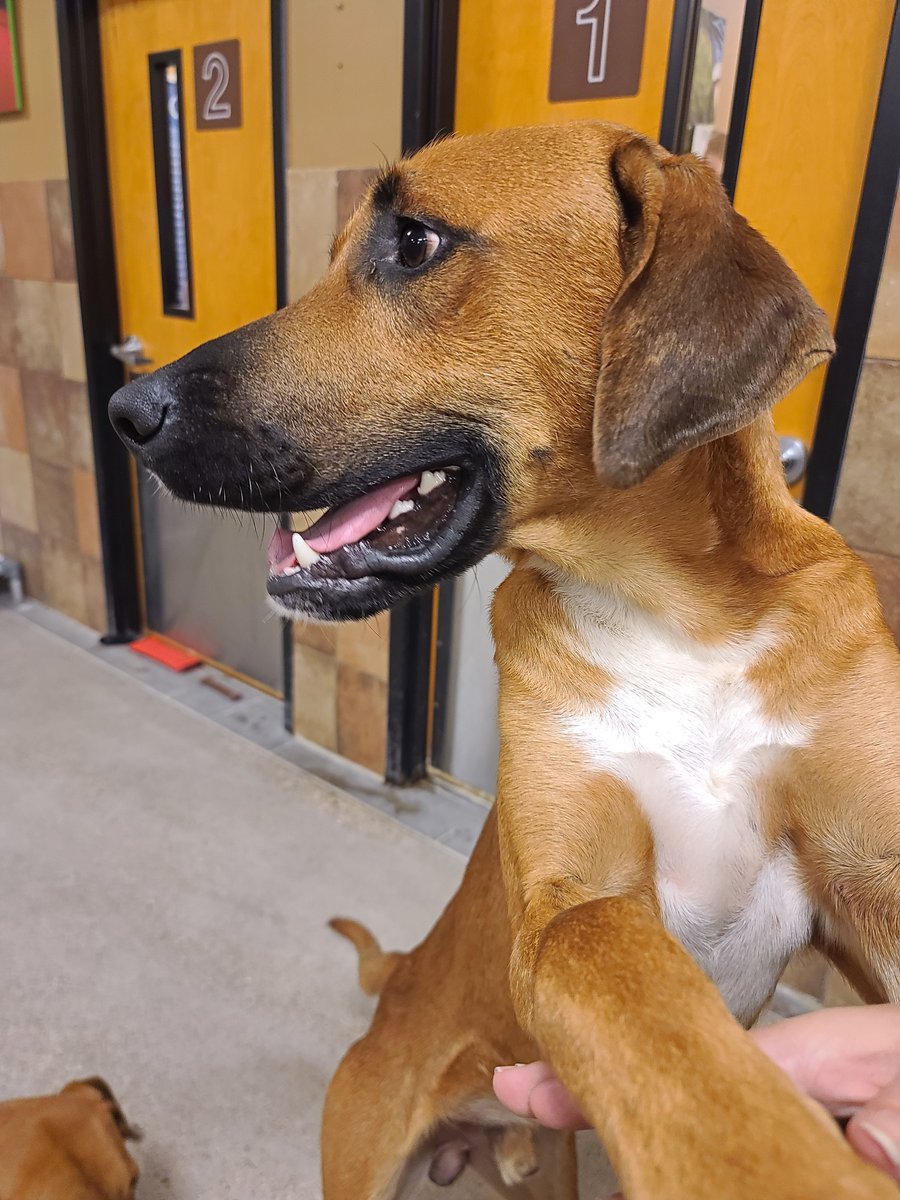 fwacc petsmart alliance adoption center