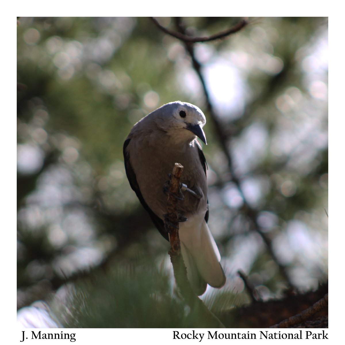 coralecoguy's tweet photo. Clark’s Nutcracker (Nucifraga columbiana).
.
.
#nature #wildlife #outdoors #hiking #trail #rockymountains #rockymountainnationalpark #nationalpark #photography #clarksnutcracker #bird #birdsofinstagram #birding #birdphotography https://t.co/FIhiBsTjtI