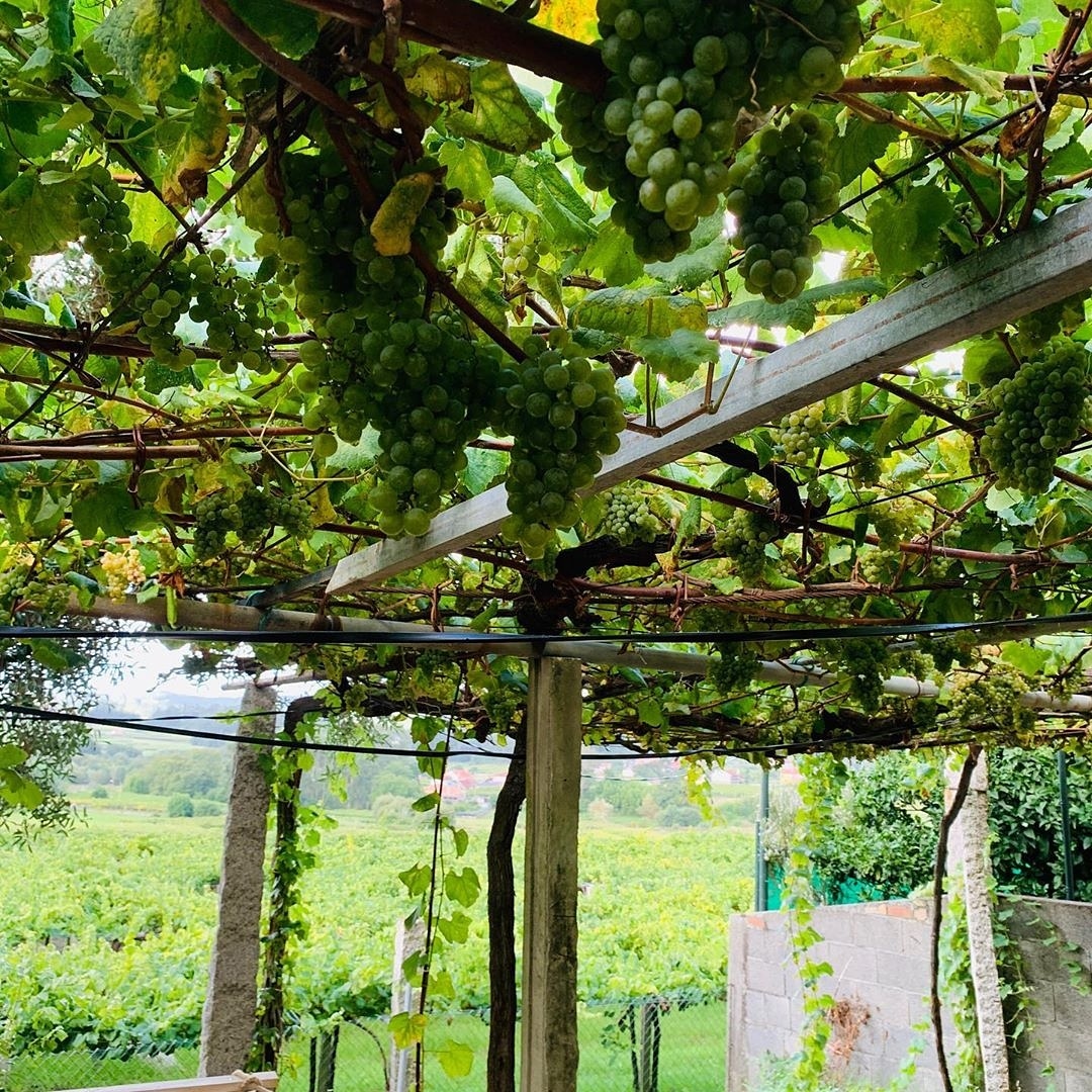 Albariño 100x100 by <a href="/AsSeteCampas/">As Sete Campás</a>
• • • • • •
(paco&amp;lola) #cepasviejas <a href="/pacolola/">Paco & Lola</a> #finaldeverano #galicia #vendimia2020