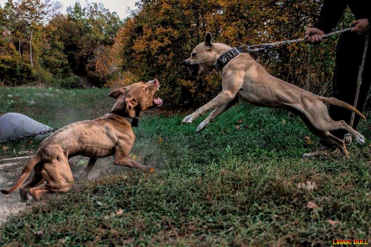 LinajeBull's tweet photo. #APBT https://t.co/5wMCLx2jil