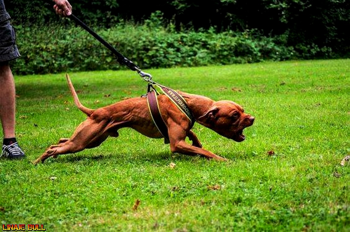 LinajeBull's tweet photo. #APBT https://t.co/YAOJLVJhub