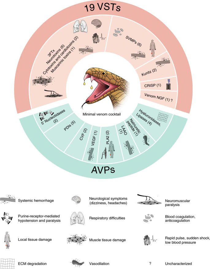 MWNautilus's tweet photo. #Genom & #Transkriptom der indischen #Cobra entschlüsselt - Hoffnung auf neue #Antitoxine: 19 der 139 #Toxin-Gene kodieren vermutlich den Kern eines komplexen #Protein-Giftcocktails: https://t.co/CoIIeKRmPO #DrugDiscovery #Medizin #Schlangen https://t.co/s9ovqNzxBh