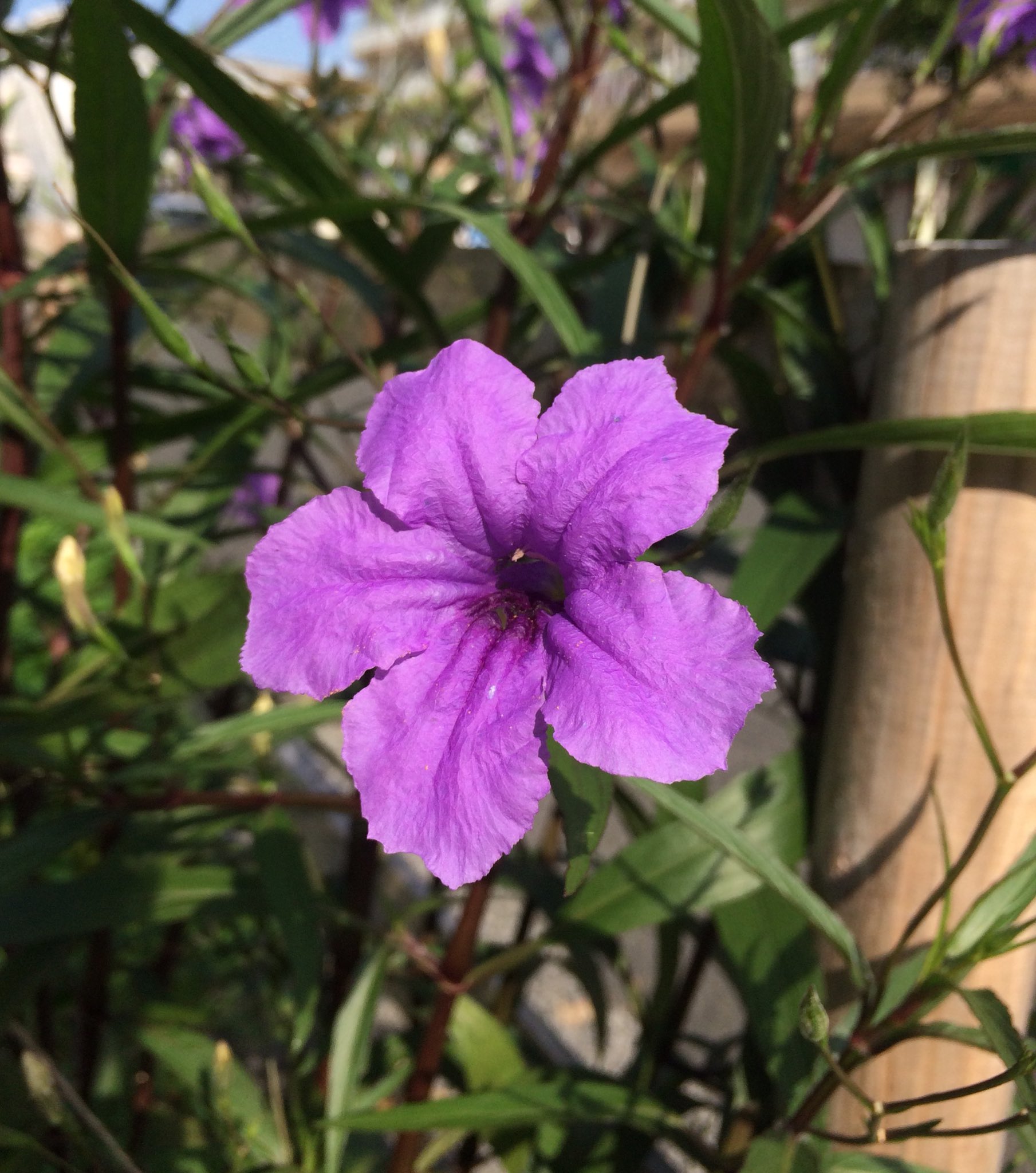 Brittonswildpetunia Twitter Search Twitter